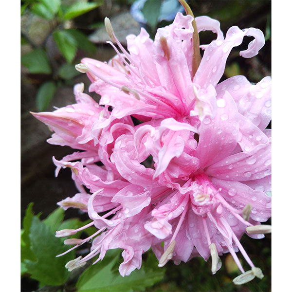 ネリネ：万寿姫（まんじゅひめ）4号ポット