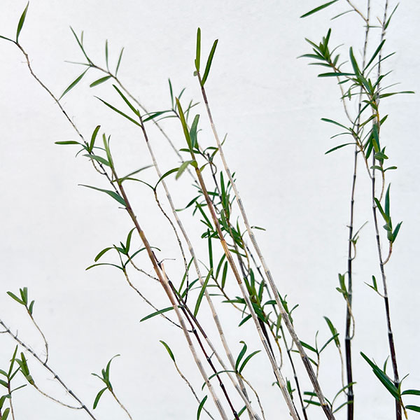 セッコク（石斛）：竹葉セッコク5号鉢植え