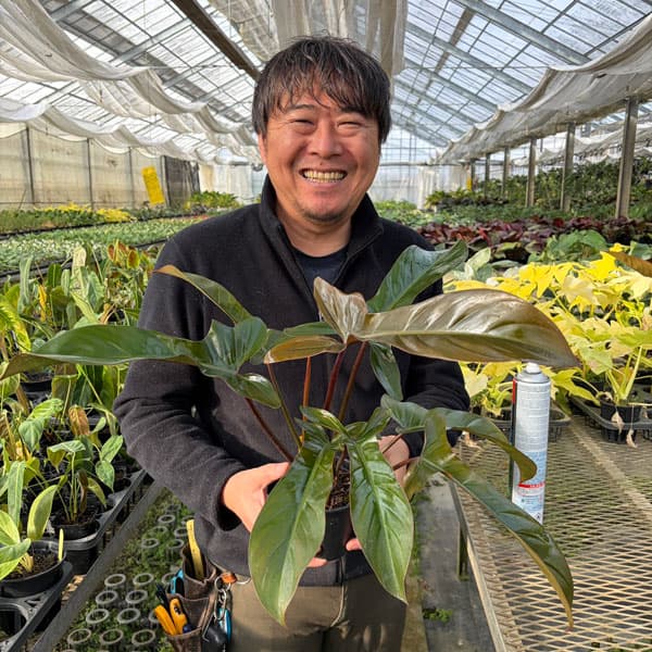 [26年3月中下旬予約]フィロデンドロン：フロリダ　ブロンズ　3.5号鉢植え