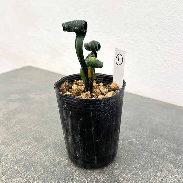 クンシラン：クリビア・カール3号ポット26-01