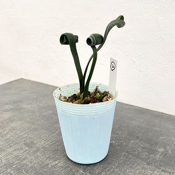 クンシラン：クリビア・カール3号ポット26-02