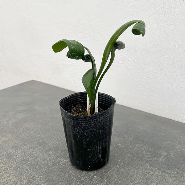 クンシラン：クリビア・カール3号ポット26-03