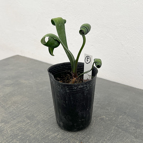 クンシラン：クリビア・カール3号ポット26-05