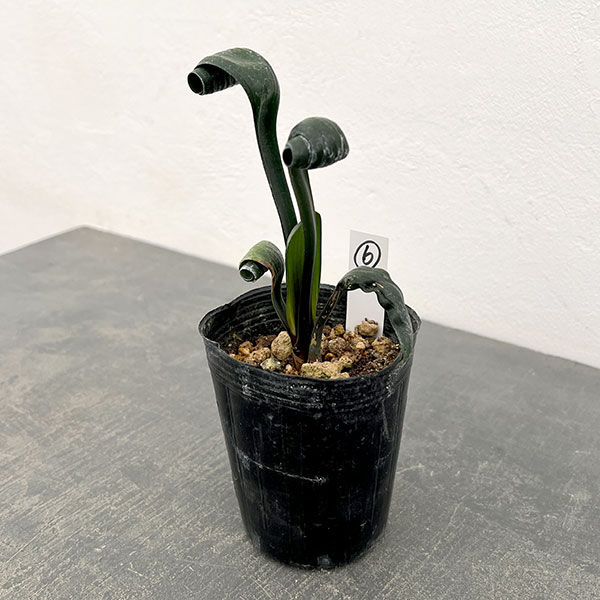 クンシラン：クリビア・カール3号ポット26-06