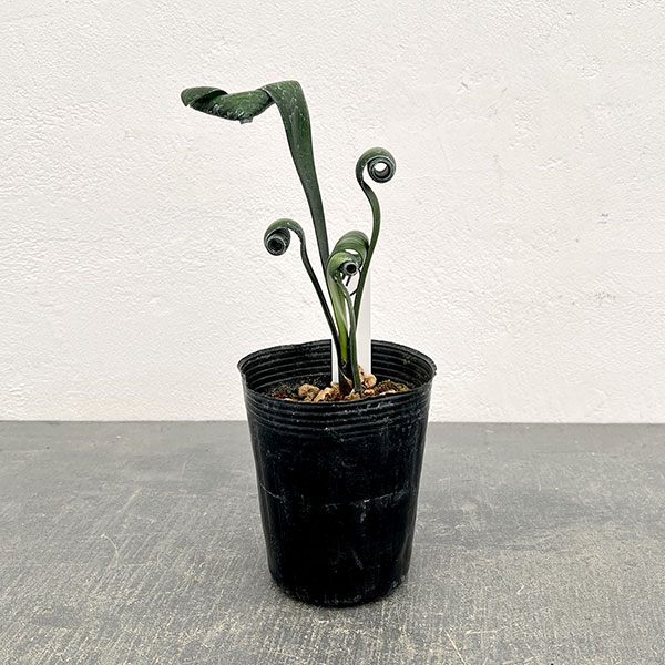 クンシラン：クリビア・カール3号ポット26-07