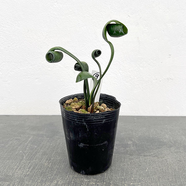 クンシラン：クリビア・カール3号ポット26-09