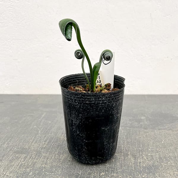 クンシラン：クリビア・カール3号ポット26-10