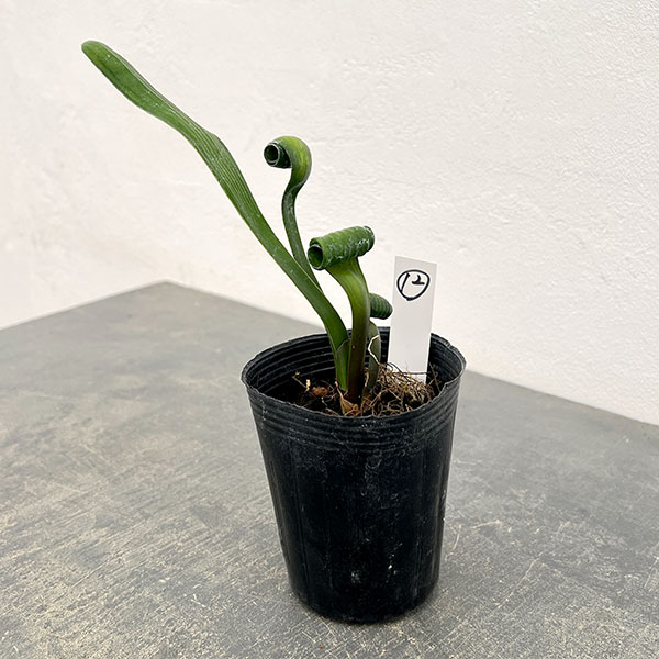 クンシラン：クリビア・カール3号ポット26-12