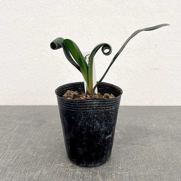 クンシラン：クリビア・カール3号ポット26-15