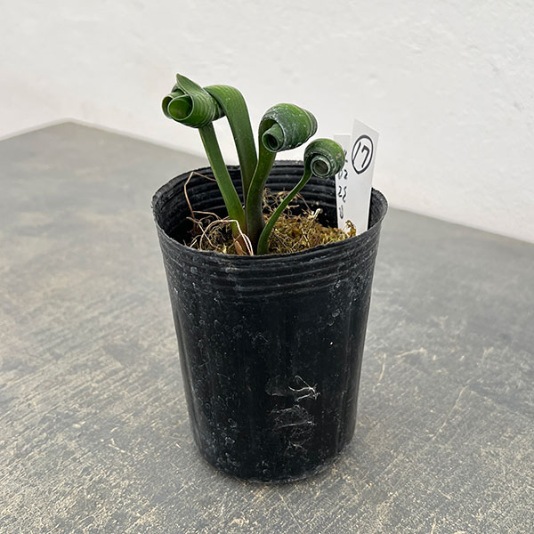 クンシラン：クリビア・カール3号ポット26-17