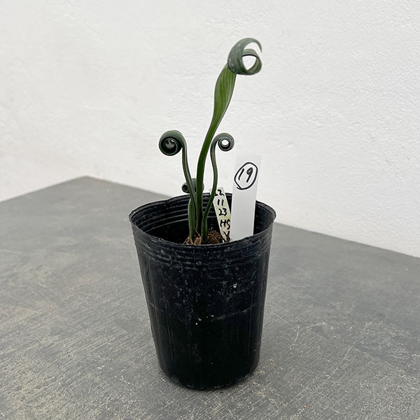 クンシラン：クリビア・カール3号ポット26-19