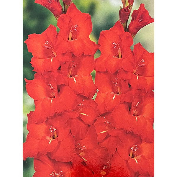 グラジオラス：チノン 5球入り