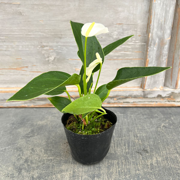 アンスリウム：エクリプス（イクリプス・白色）3号ポット