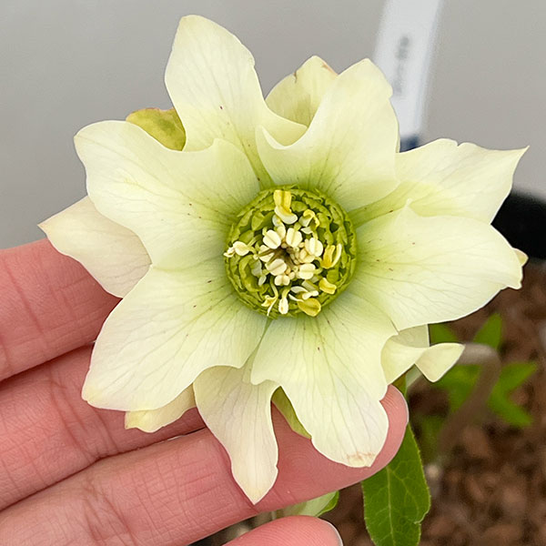 吉田園芸さんのクリスマスローズ：ヒデコートダブル26-01／4.5号ポット【現品販売】