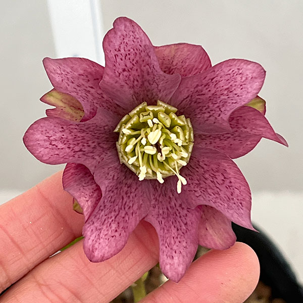 吉田園芸さんのクリスマスローズ：ヒデコートダブル26-04／4.5号ポット【現品販売】