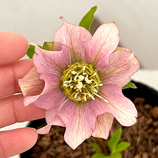 吉田園芸さんのクリスマスローズ：ヒデコートダブル26-06／4.5号ポット【現品販売】