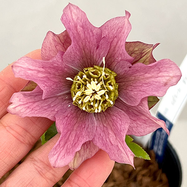 吉田園芸さんのクリスマスローズ：ヒデコートダブル26-07／4.5号ポット【現品販売】