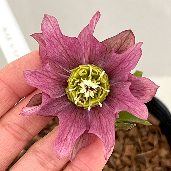 吉田園芸さんのクリスマスローズ：ヒデコートダブル26-08／4.5号ポット【現品販売】