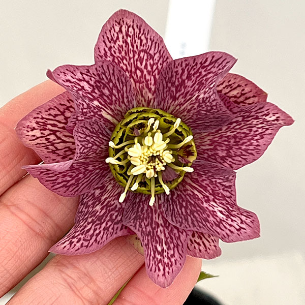 吉田園芸さんのクリスマスローズ：ヒデコートダブル26-09／4.5号ポット【現品販売】