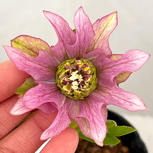 園芸ネット本店｜吉田園芸さんのクリスマスローズ：ヒデコートダブル26