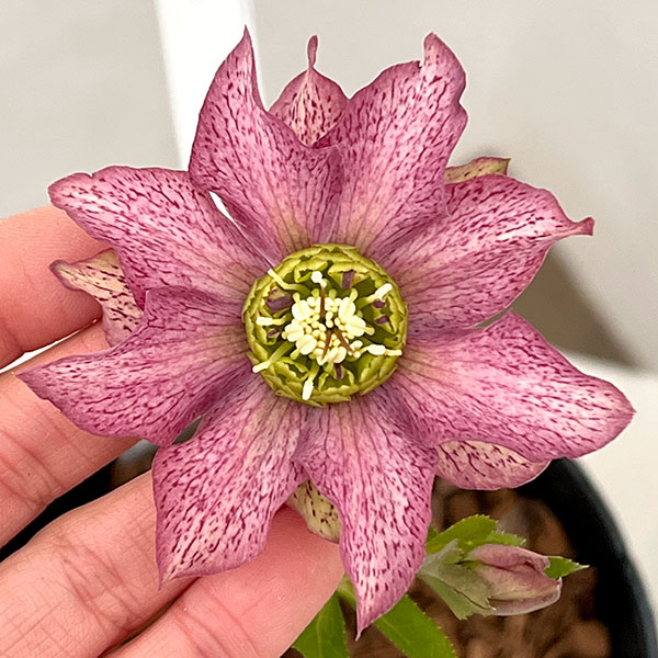 吉田園芸さんのクリスマスローズ：ヒデコートダブル26-11／4.5号ポット【現品販売】