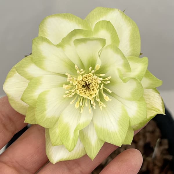 吉田園芸さんのクリスマスローズ：ピエラ26-01／4.5号ポット【現品販売】