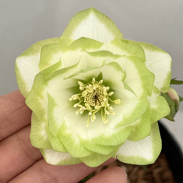 吉田園芸さんのクリスマスローズ：ピエラ26-02／4.5号ポット【現品販売】