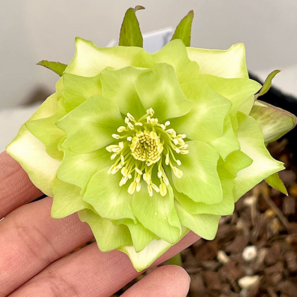 吉田園芸さんのクリスマスローズ：ピエラ26-04／4.5号ポット【現品販売】