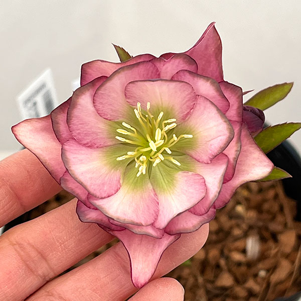 吉田園芸さんのクリスマスローズ：アンティークピエラ26-03／4.5号ポット【現品販売】