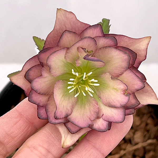 吉田園芸さんのクリスマスローズ：アプリコットピエラ26-02／4.5号ポット【現品販売】