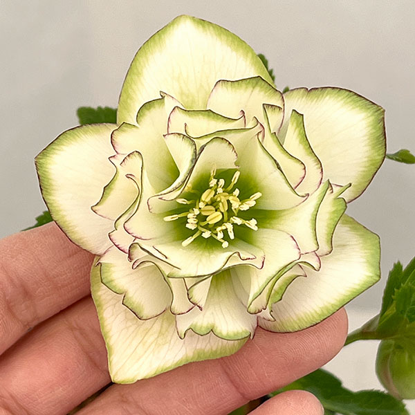 吉田園芸さんのクリスマスローズ：ピエラピコティ26-01／4.5号ポット【現品販売】