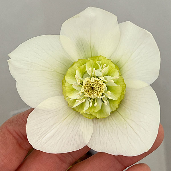 吉田園芸さんのクリスマスローズ：プリマネーヴェ26-02／4.5号ポット【現品販売】