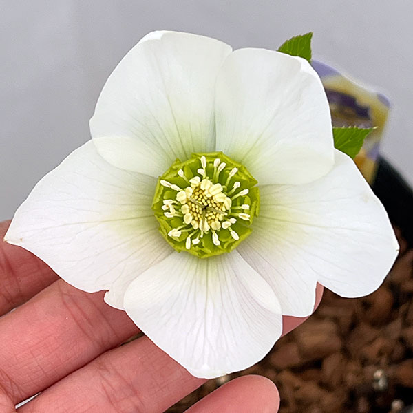 吉田園芸さんのクリスマスローズ：プリマネーヴェ26-04／4.5号ポット【現品販売】