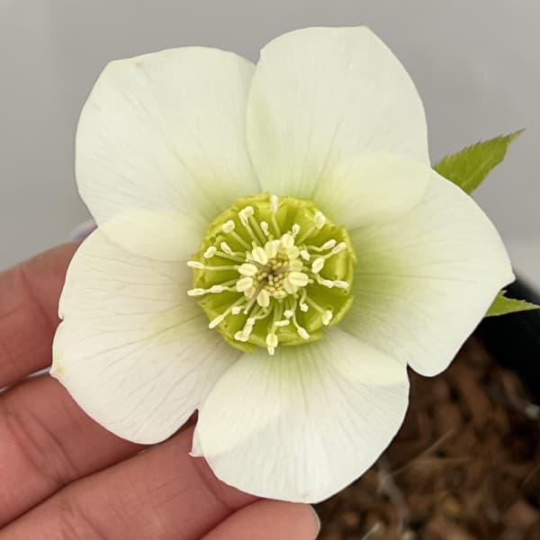 吉田園芸さんのクリスマスローズ：プリマネーヴェ26-05／4.5号ポット【現品販売】