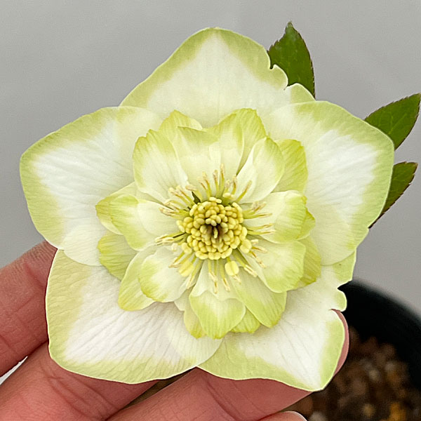 吉田園芸さんのクリスマスローズ：ピエラセミダブル26-02／4.5号ポット【現品販売】