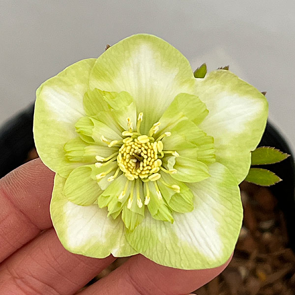 吉田園芸さんのクリスマスローズ：ピエラセミダブル26-03／4.5号ポット【現品販売】