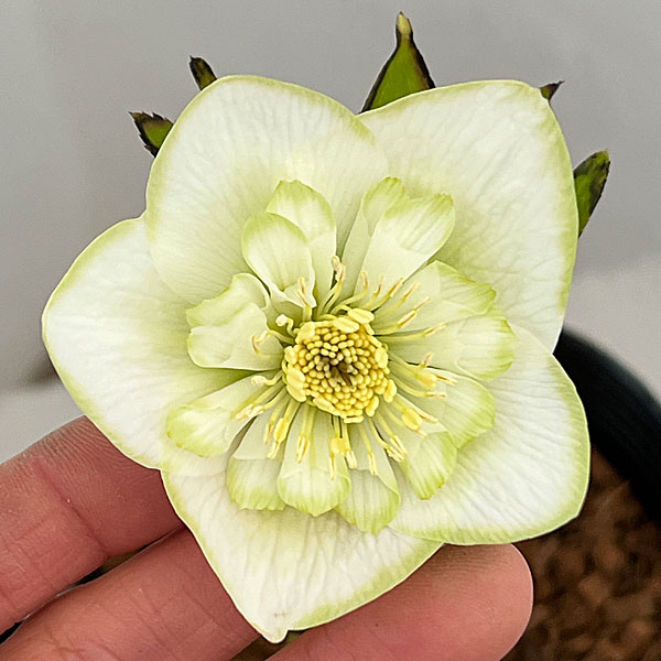 吉田園芸さんのクリスマスローズ：ピエラセミダブル26-05／4.5号ポット【現品販売】