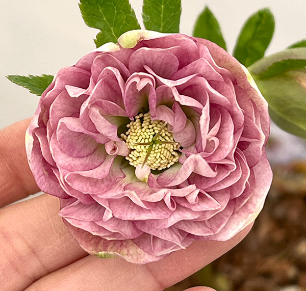 吉田園芸さんのクリスマスローズ：多弁交配26-01／4.5号ポット【現品販売】