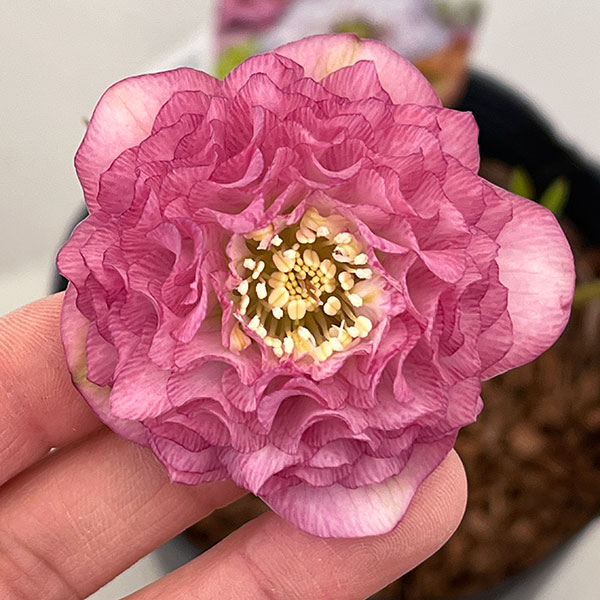 吉田園芸さんのクリスマスローズ：多弁交配26-03／4.5号ポット【現品販売】