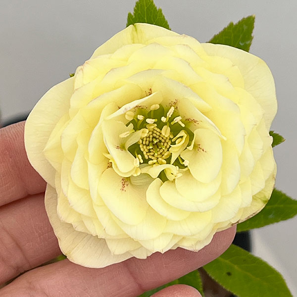 吉田園芸さんのクリスマスローズ：多弁交配26-04／4.5号ポット【現品販売】