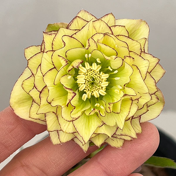 吉田園芸さんのクリスマスローズ：多弁交配26-06／4.5号ポット【現品販売】