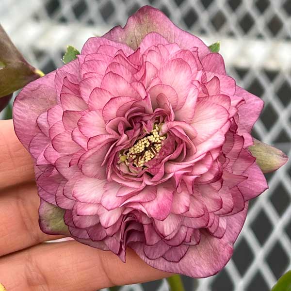 吉田園芸さんのクリスマスローズ：多弁交配26-07／4.5号ポット【現品販売】