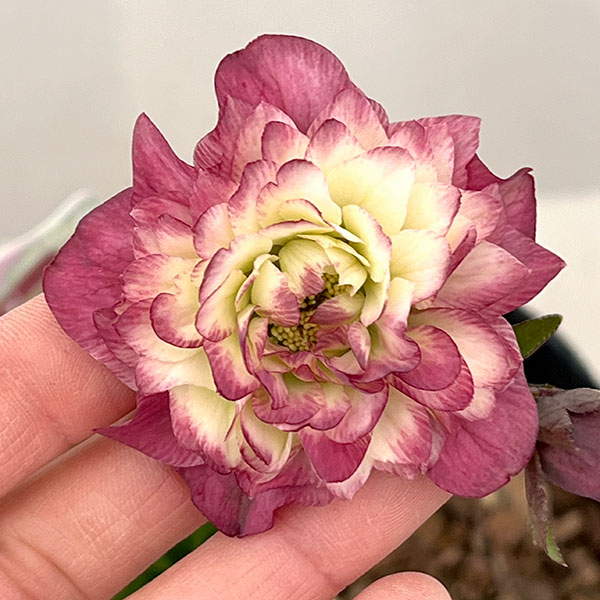 園芸ネット本店｜吉田園芸さんのクリスマスローズ：多弁交配26-09／4.5