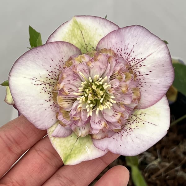 吉田園芸さんのクリスマスローズ：多弁交配セミダブル26-01／4.5号ポット【現品販売】