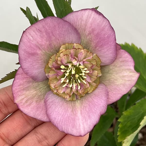 吉田園芸さんのクリスマスローズ：多弁交配セミダブル26-02／4.5号ポット【現品販売】