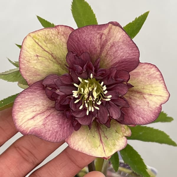 吉田園芸さんのクリスマスローズ：多弁交配セミダブル26-03／4.5号ポット【現品販売】