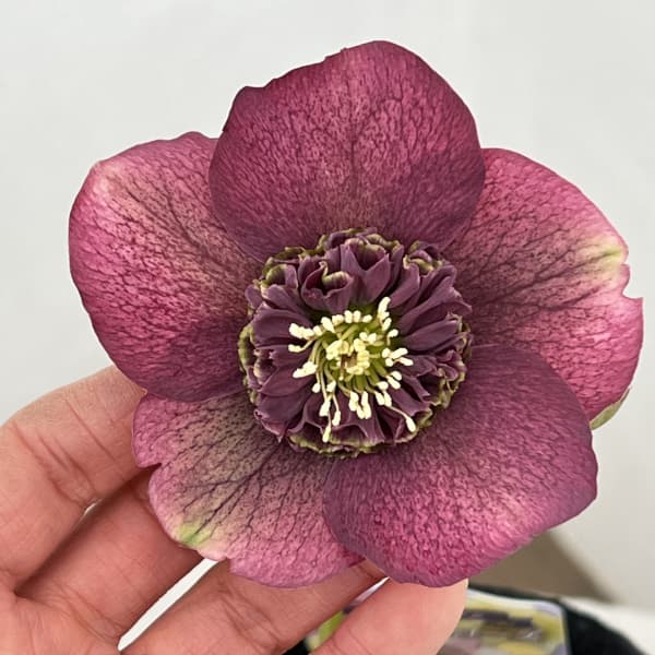 吉田園芸さんのクリスマスローズ：多弁交配セミダブル26-04／4.5号ポット【現品販売】