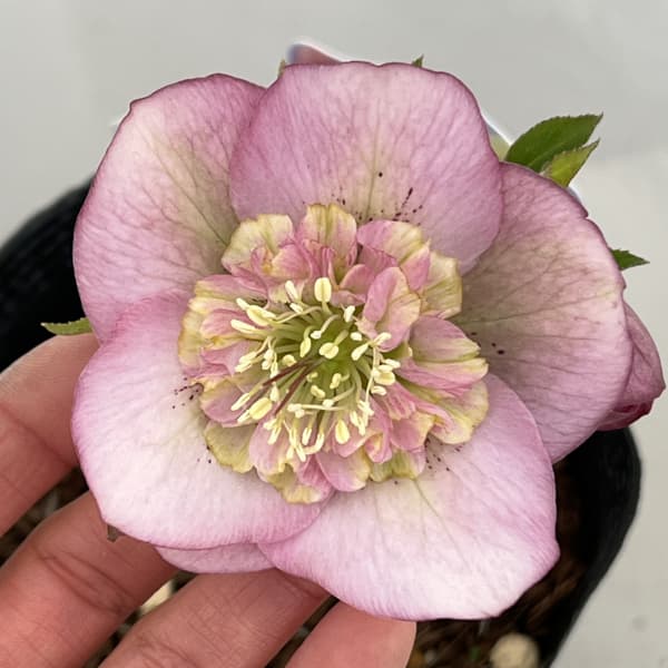 吉田園芸さんのクリスマスローズ：多弁交配セミダブル26-05／4.5号ポット【現品販売】