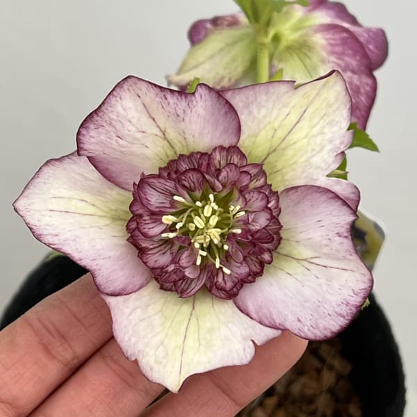 吉田園芸さんのクリスマスローズ：多弁交配セミダブル26-06／4.5号ポット【現品販売】