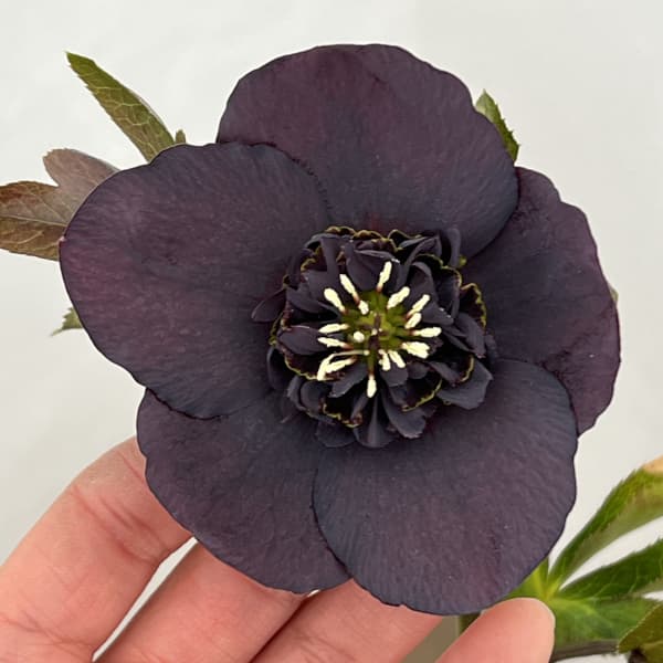 吉田園芸さんのクリスマスローズ：多弁交配セミダブル26-07／4.5号ポット【現品販売】